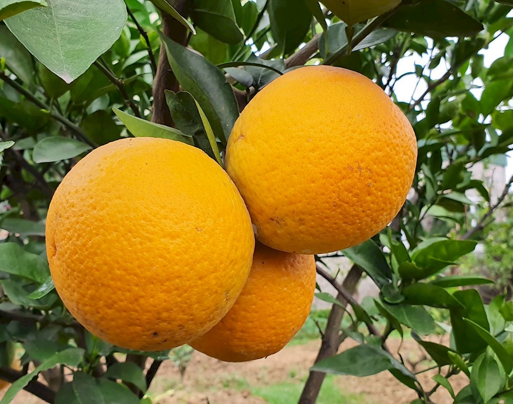 Cam Xã Đoài